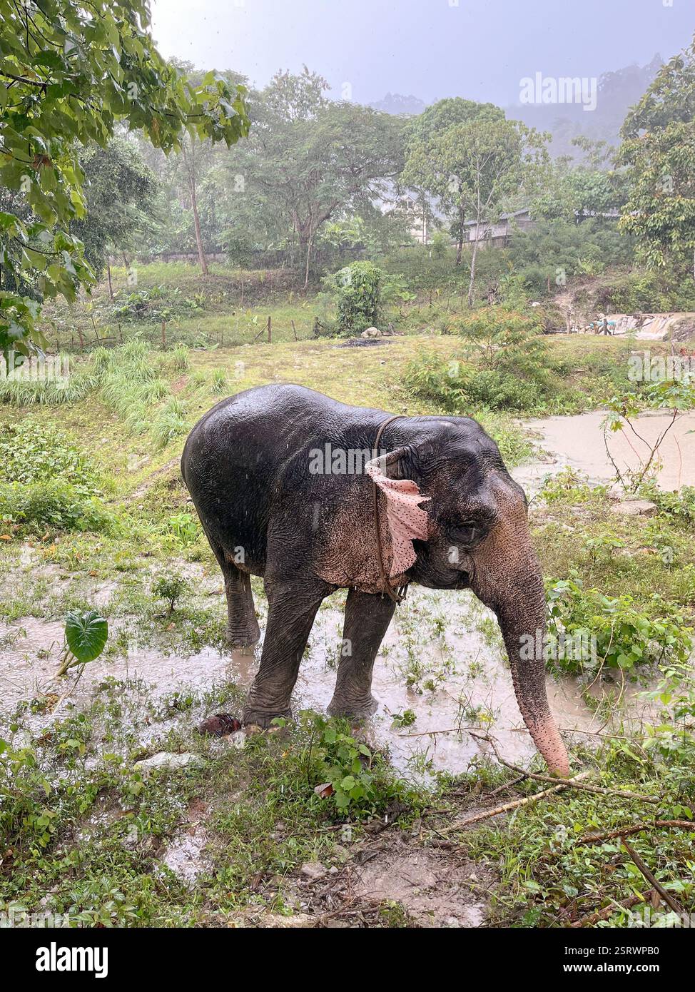 Elephant walking in sanctuary | Phuket, Thailand - Smartphone Captured Stock Image