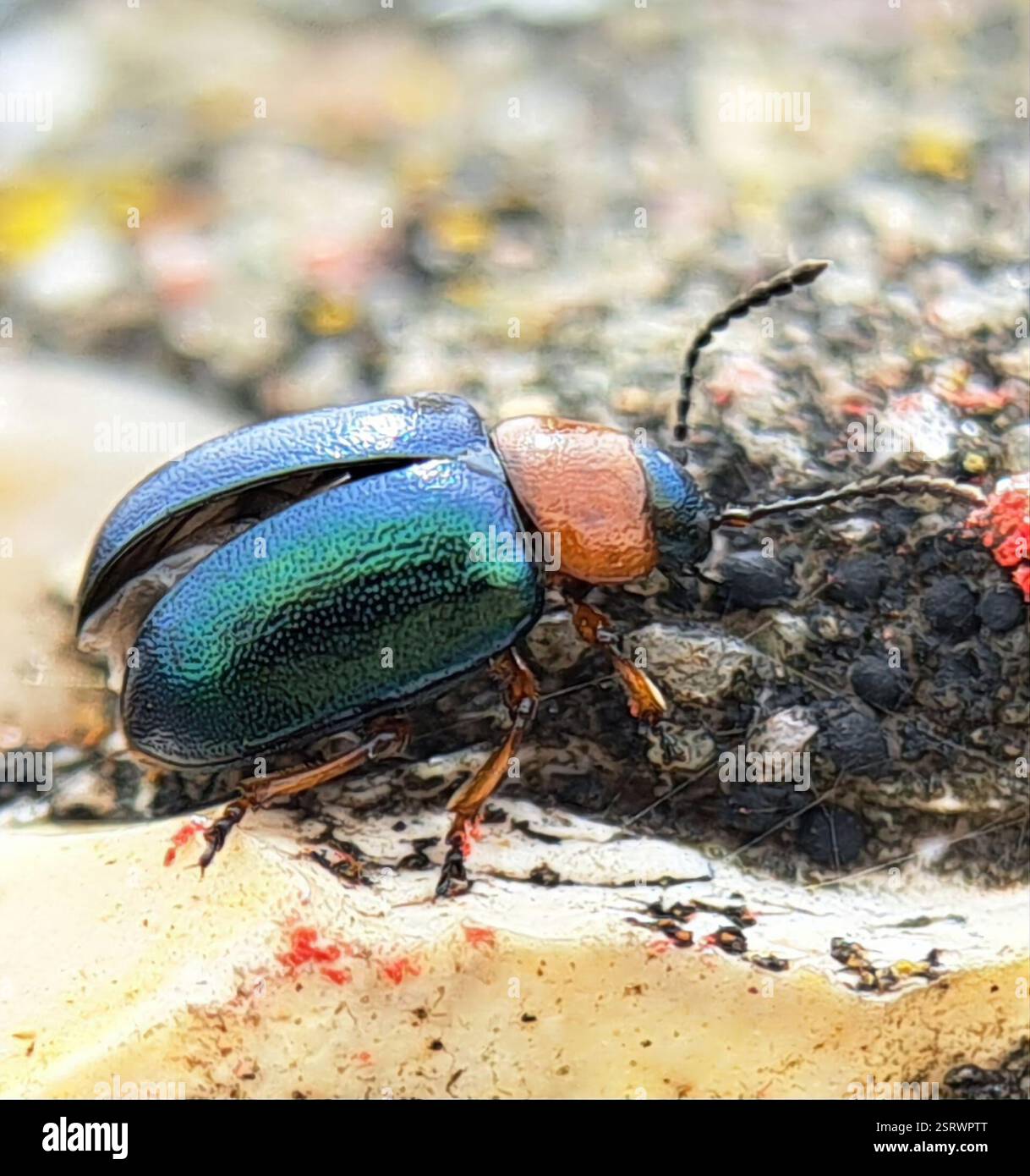 Knotweed Leaf Beetle (Gastrophysa polygoni), Insecta, Bishops Road ...