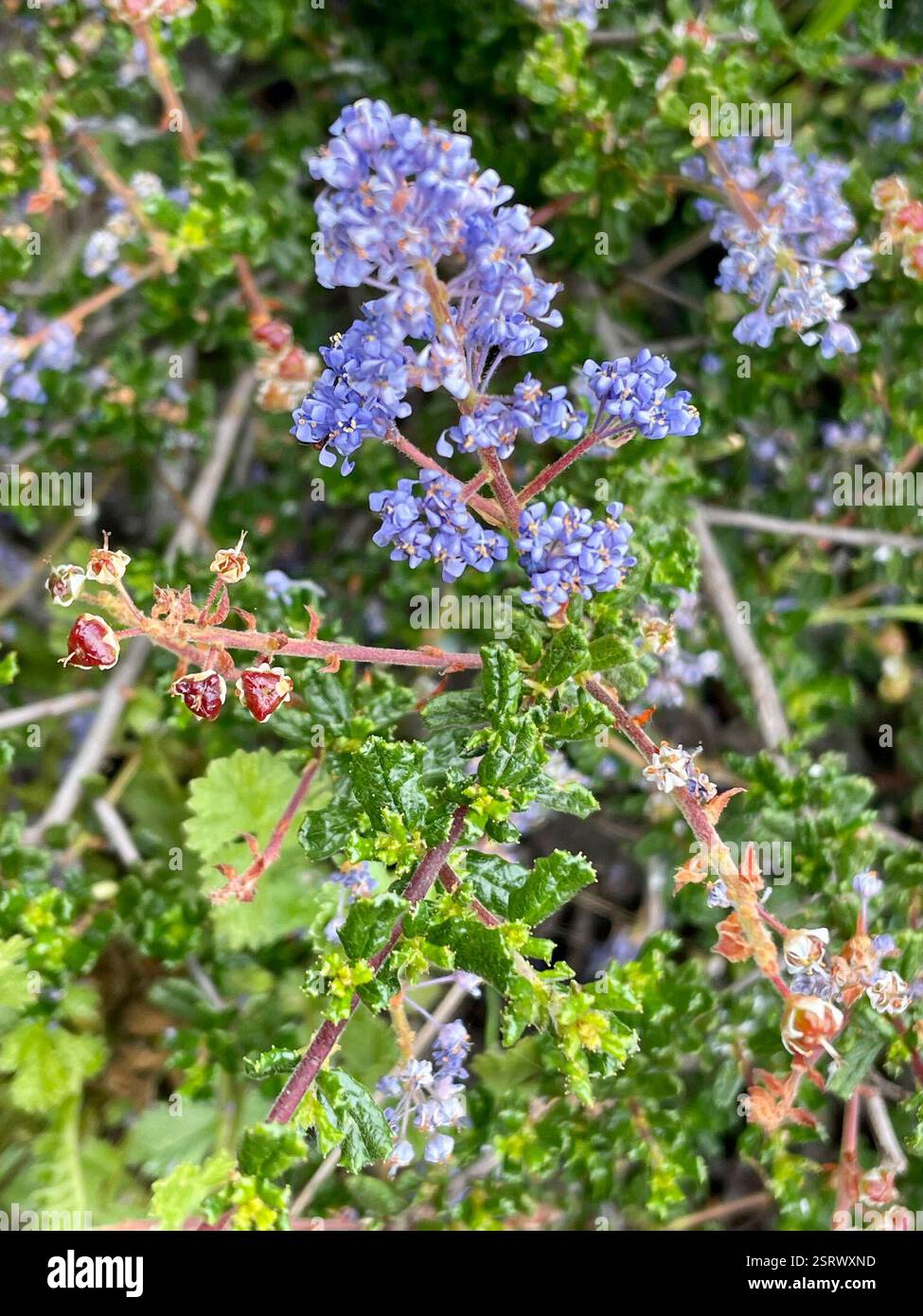 Dwarf ceanothus hi-res stock photography and images - Alamy