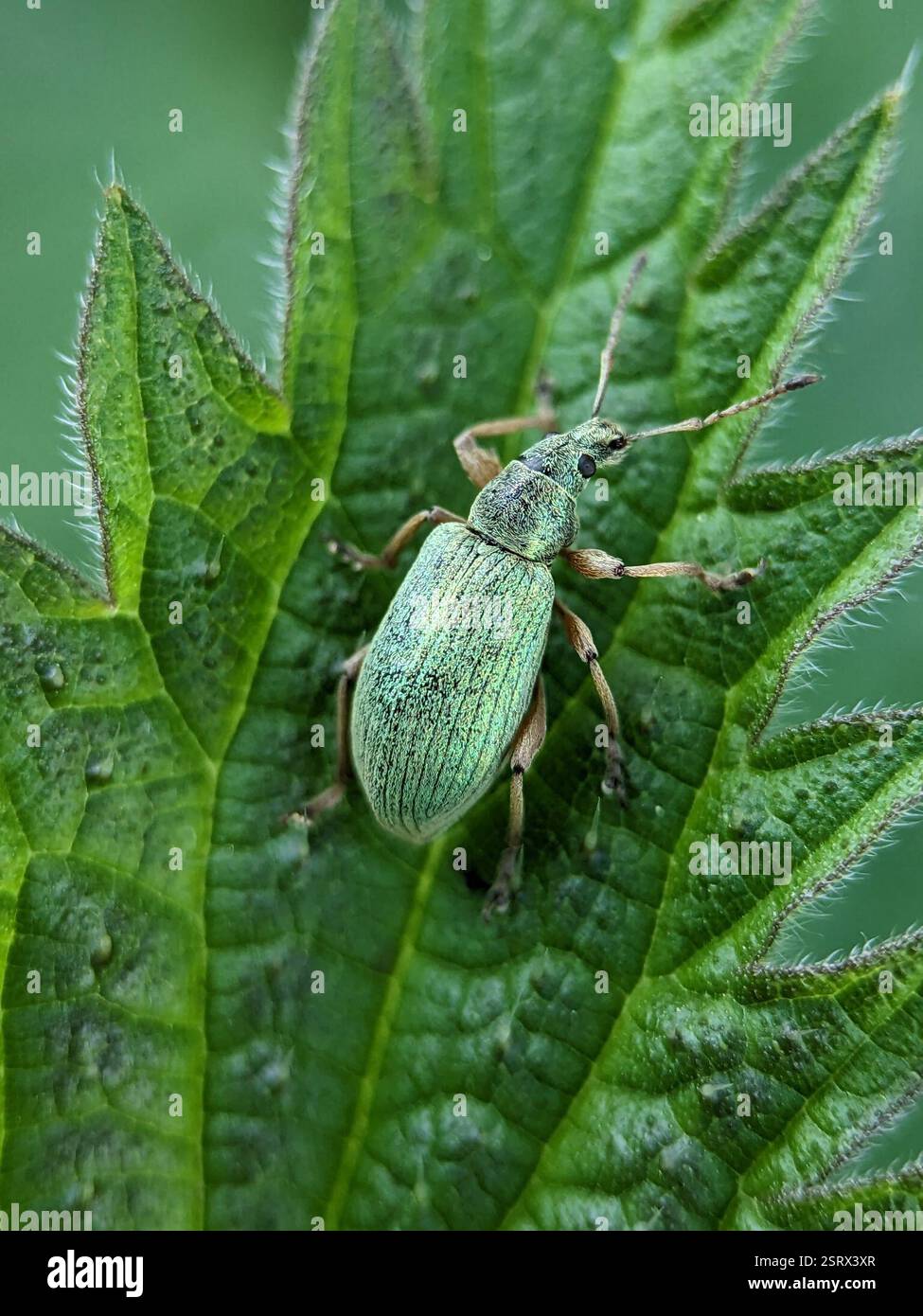 Nettle weevil (Phyllobius pomaceus), Insecta, Iris Murdoch Building ...
