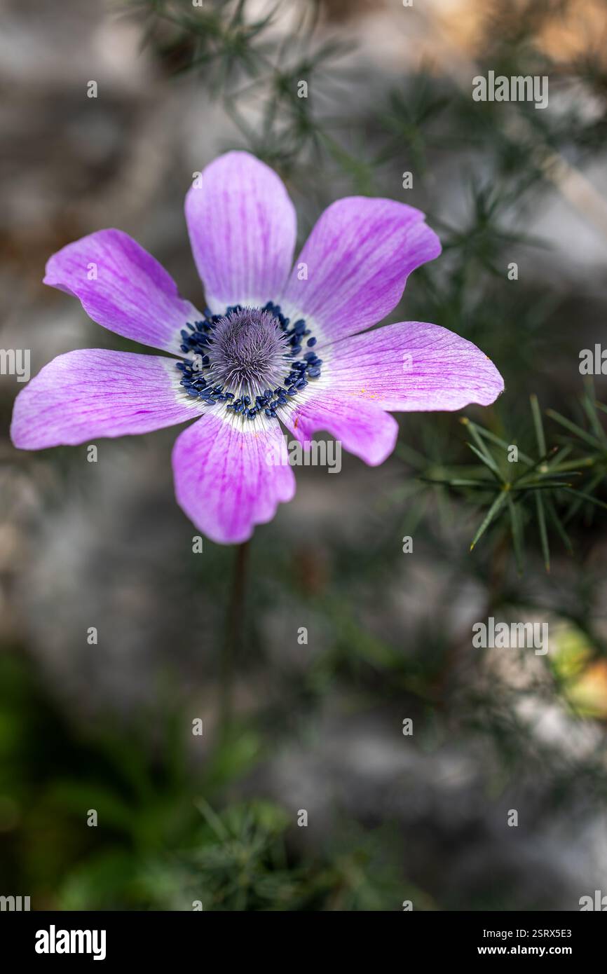 Pink and blue Anemone coronaria and hortensis, the poppy anemone, Spanish marigold, or windflower family Ranunculaceae, flower in the garden and lands Stock Photo