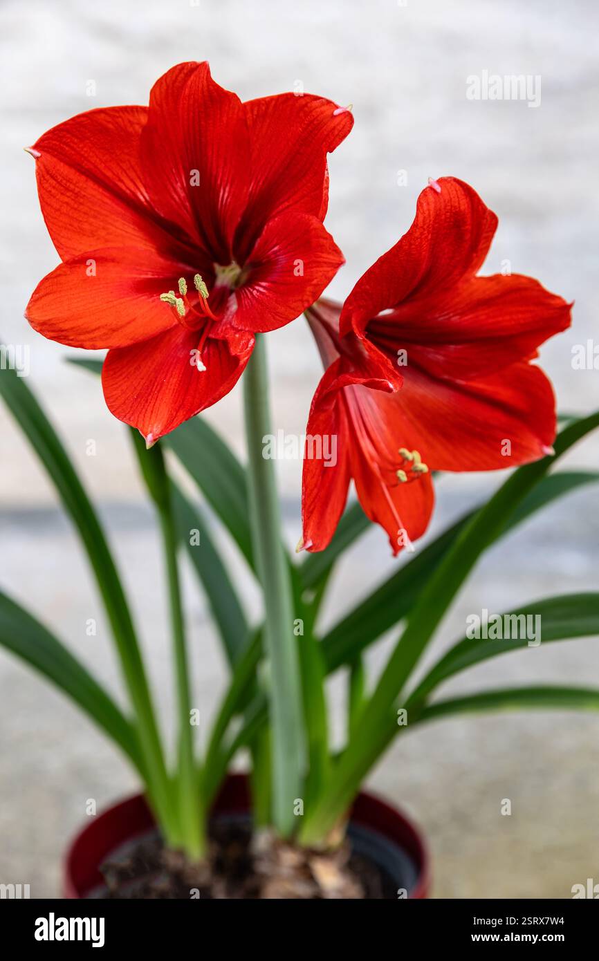 Red Hippeastrum or Amaryllis reginae flower perennial herbaceous bulbous plant, Amaryllidaceae family, native to Venezuela, Bolivia, Peru and Brazil, Stock Photo