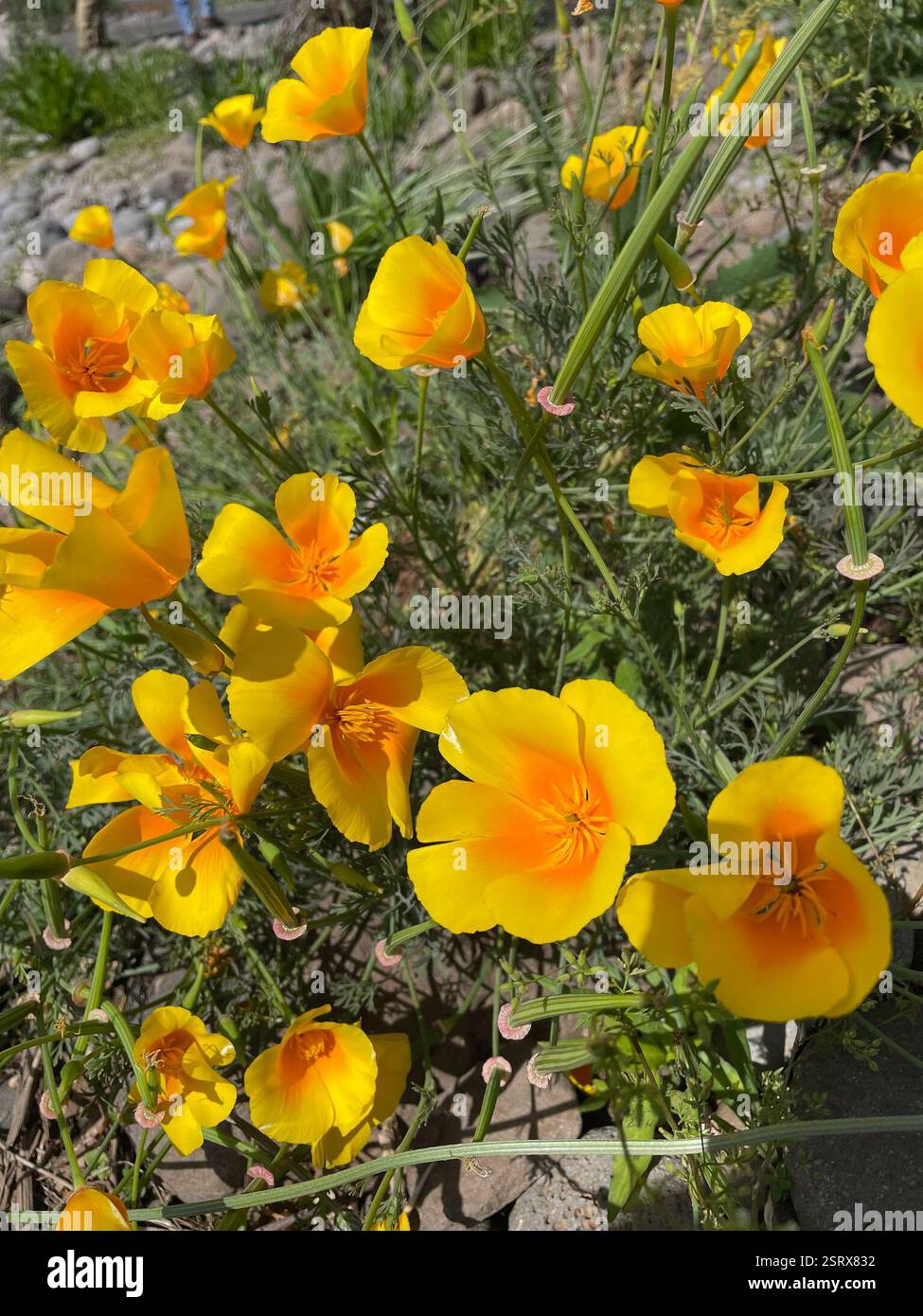 Eschscholzia californica Orange King - Slaapmutsje Goudpapaver - zaden Eschscholzia californica Orange King - Slaapmutsje Goudpapaver - zaden