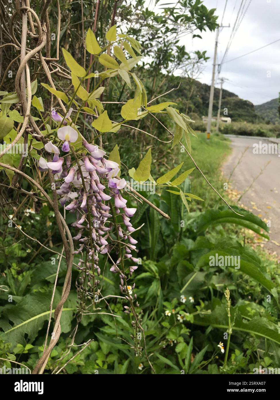 Japanese wisteria (Wisteria floribunda), Plantae, Kamikoshikicho Nakakoshiki, Satsumasendai, Kagoshima 896-1201, Japan, Weed in open sunny fencerow in small bay Stock Photo