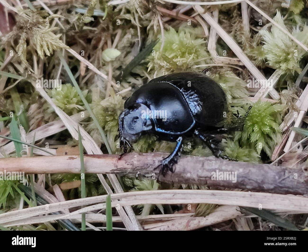 Woodland Dor Beetle (Anoplotrupes stercorosus), Insecta, Low ...