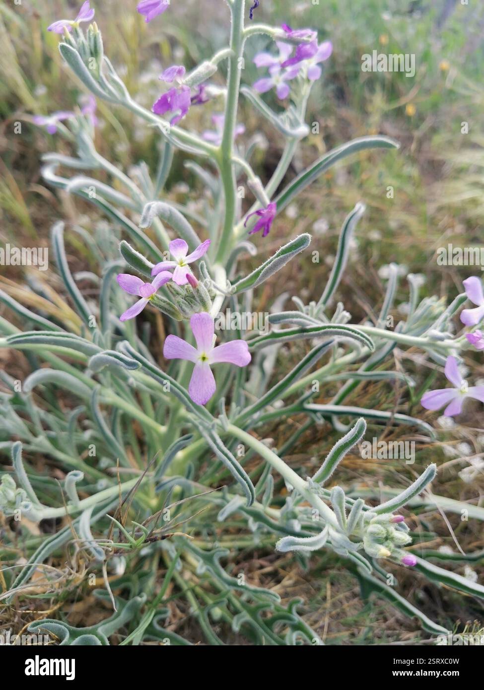 Sea Stock (Matthiola sinuata), Plantae, Quai Deloubresse à, 34350 ...