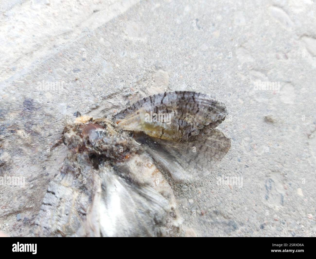 Goat Moth (Cossus cossus), Insecta, Teodoro Narbuto st., Vilnius ...