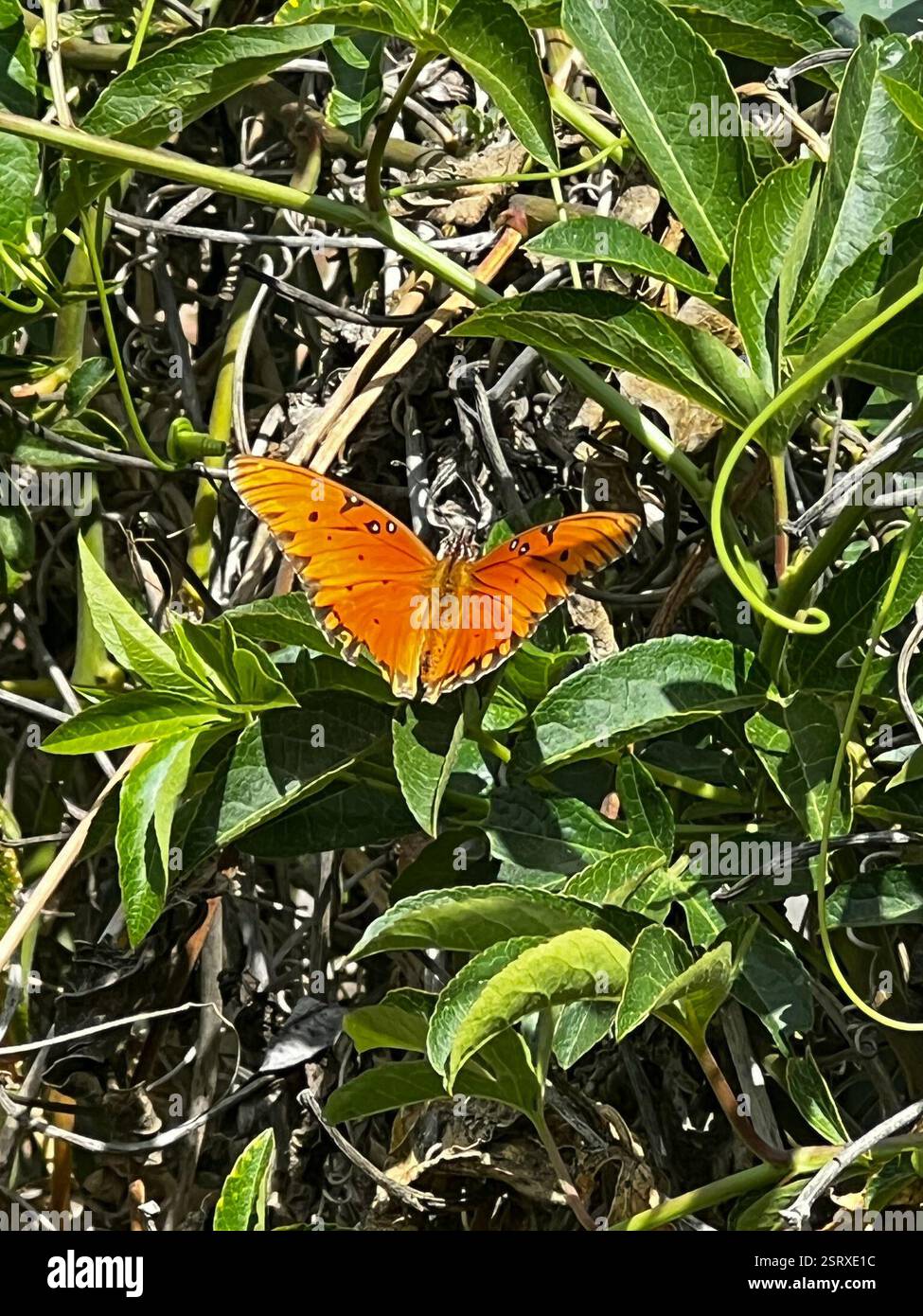 Gulf Fritillary (Dione vanillae), Insecta, UCR Botanic Gardens ...