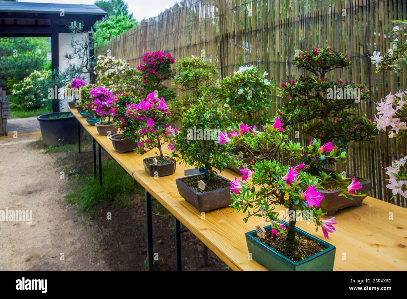 Bonsai tree hi-res stock photography and images - Alamy