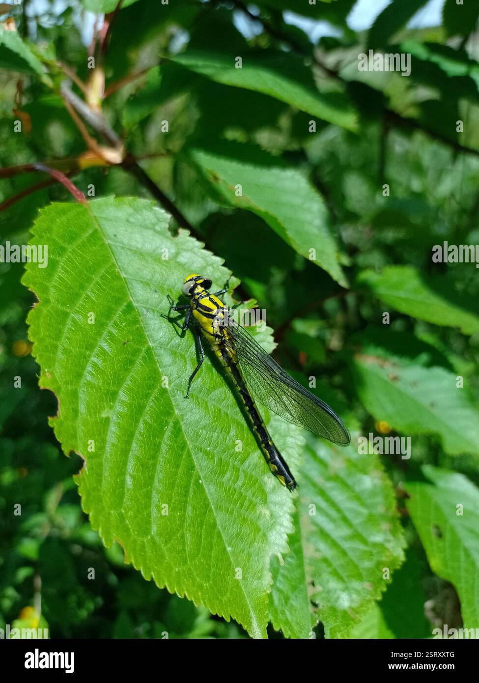Common Clubtail (Gomphus vulgatissimus), Insecta, Aldford, Chester CH3 ...