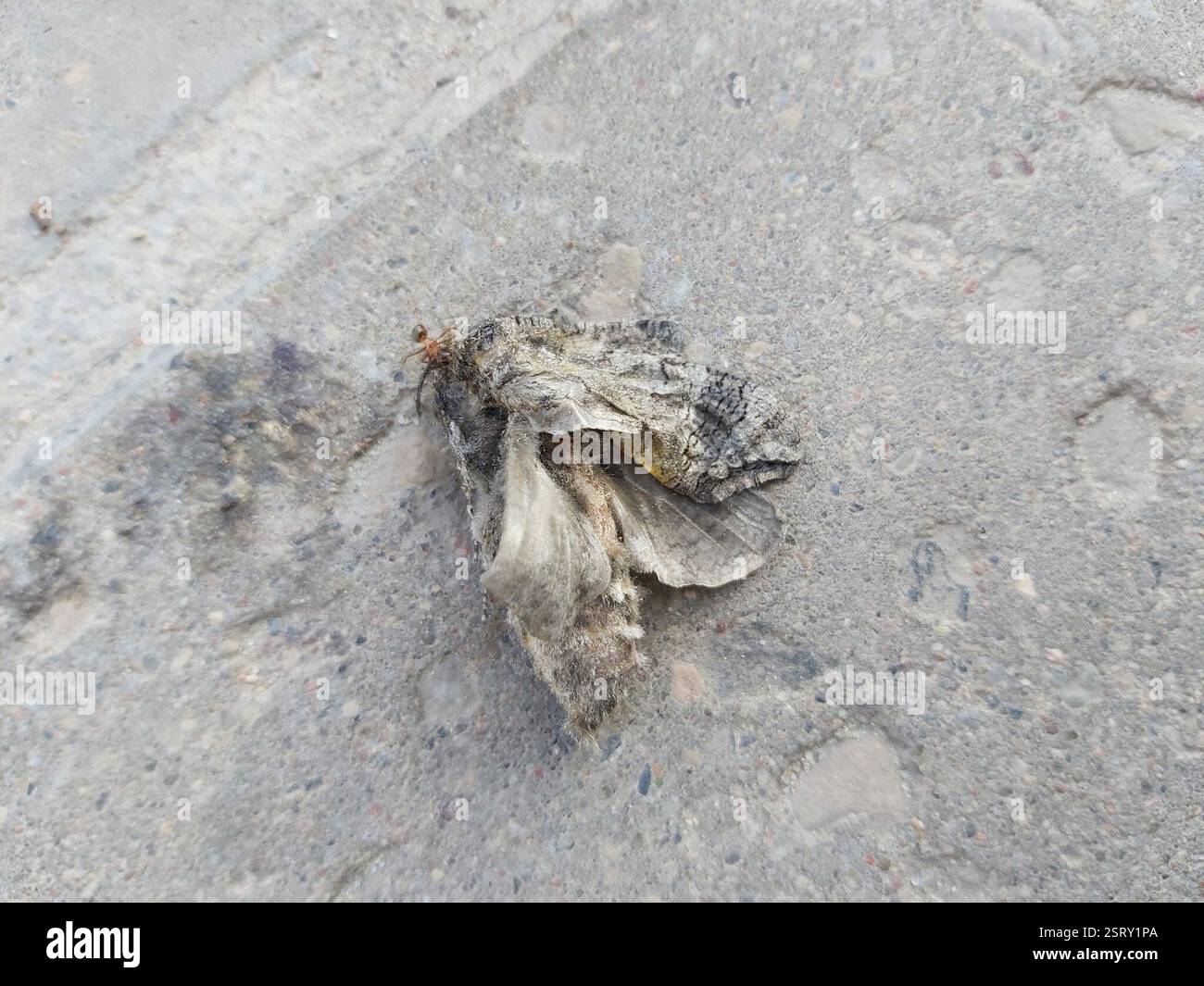 Goat Moth (Cossus cossus), Insecta, Teodoro Narbuto st., Vilnius ...