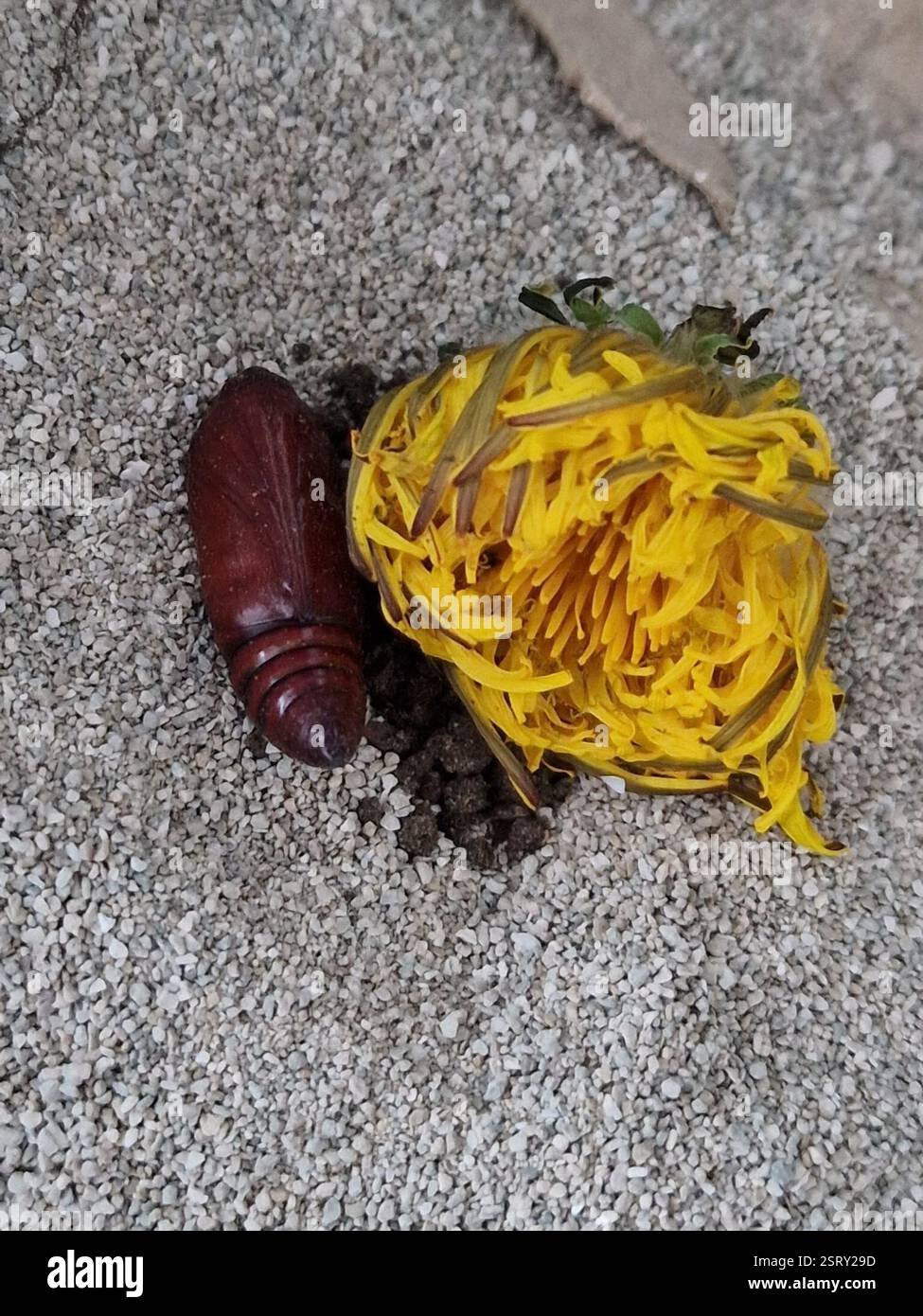Gangs Insect Oxgangs hi-res stock photography and images - Alamy