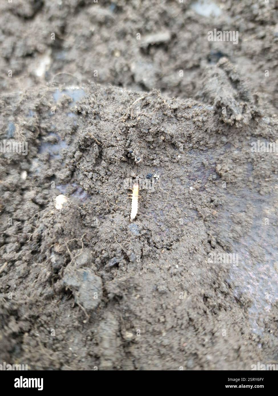 Wharf Insect Ground Beetles (Carabidae), Insecta, Garnett Wharfe Development, Otley ...