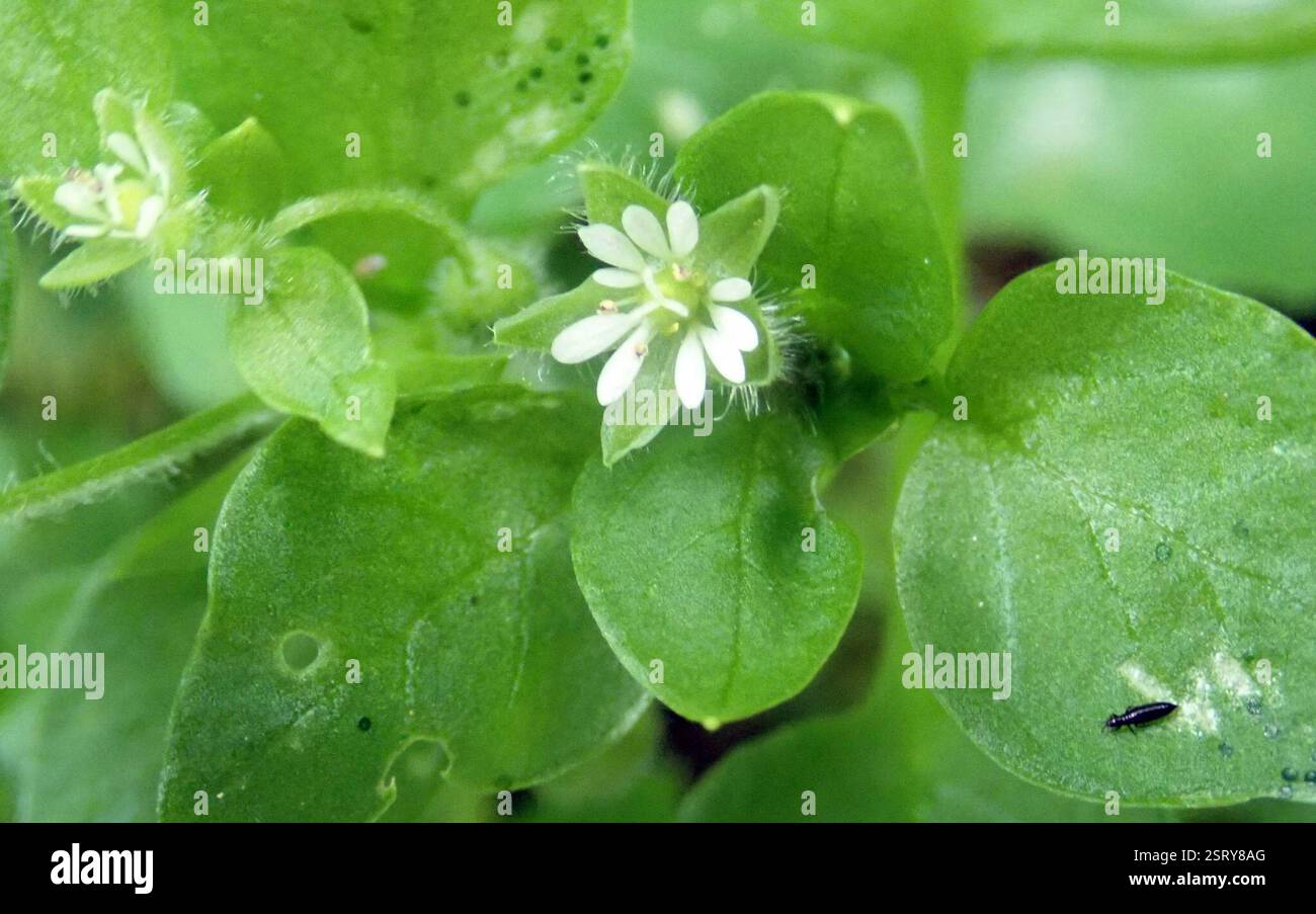 Common Chickweed Stellaria Media Plantae Chatham Islands Rekohu common-chickweed-stellaria-media-plantae-chatham-islands-rekohu