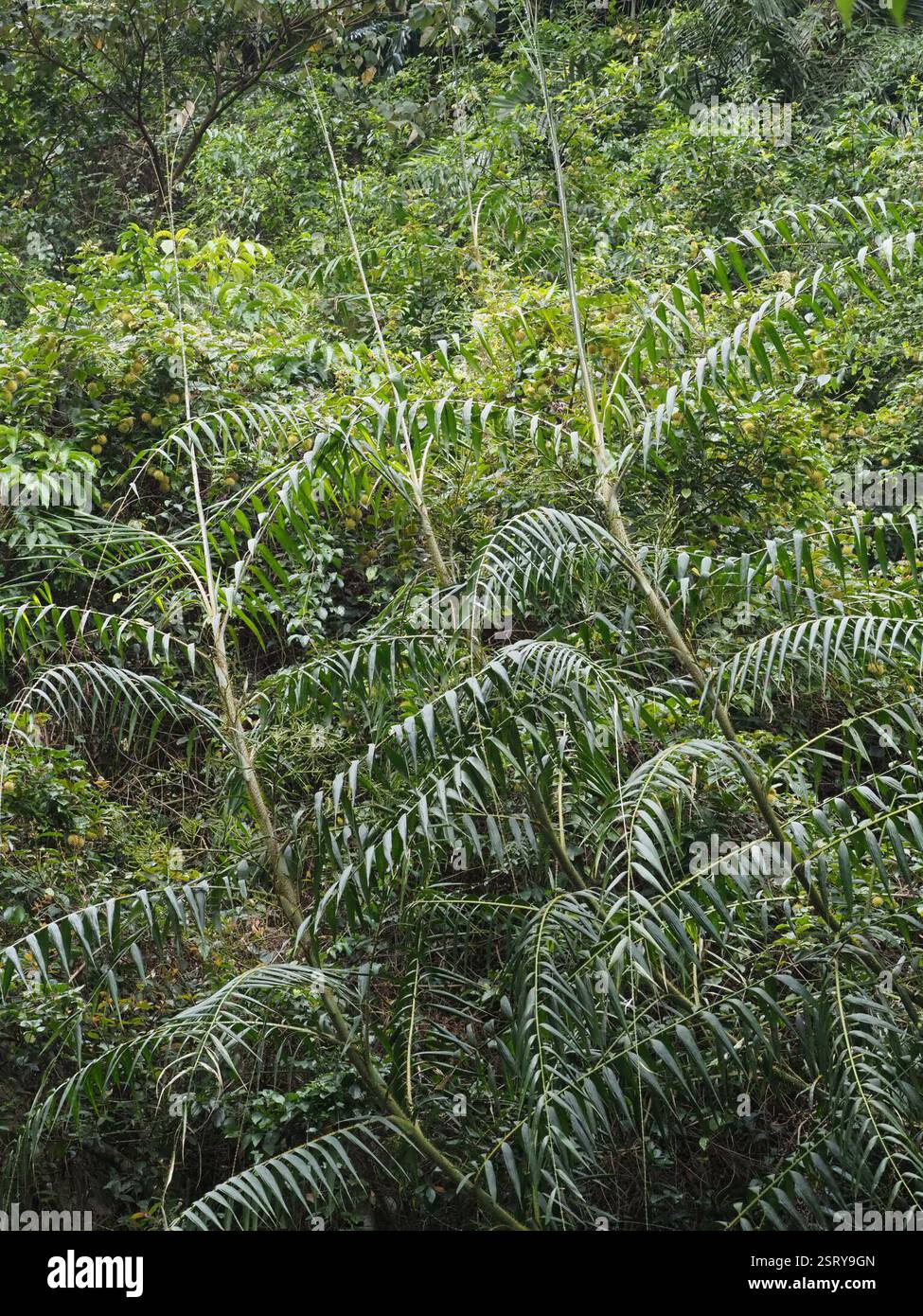 Rotang Reed Yellow Rotang Palm (Calamus formosanus), Plantae, 台灣桃園市 Stock Photo - Alamy