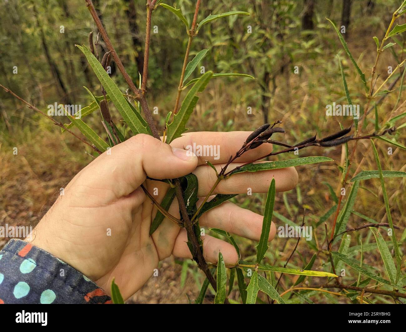 Prickly Shaggy Pea (Podolobium ilicifolium), Plantae, Benobble QLD 4275 ...