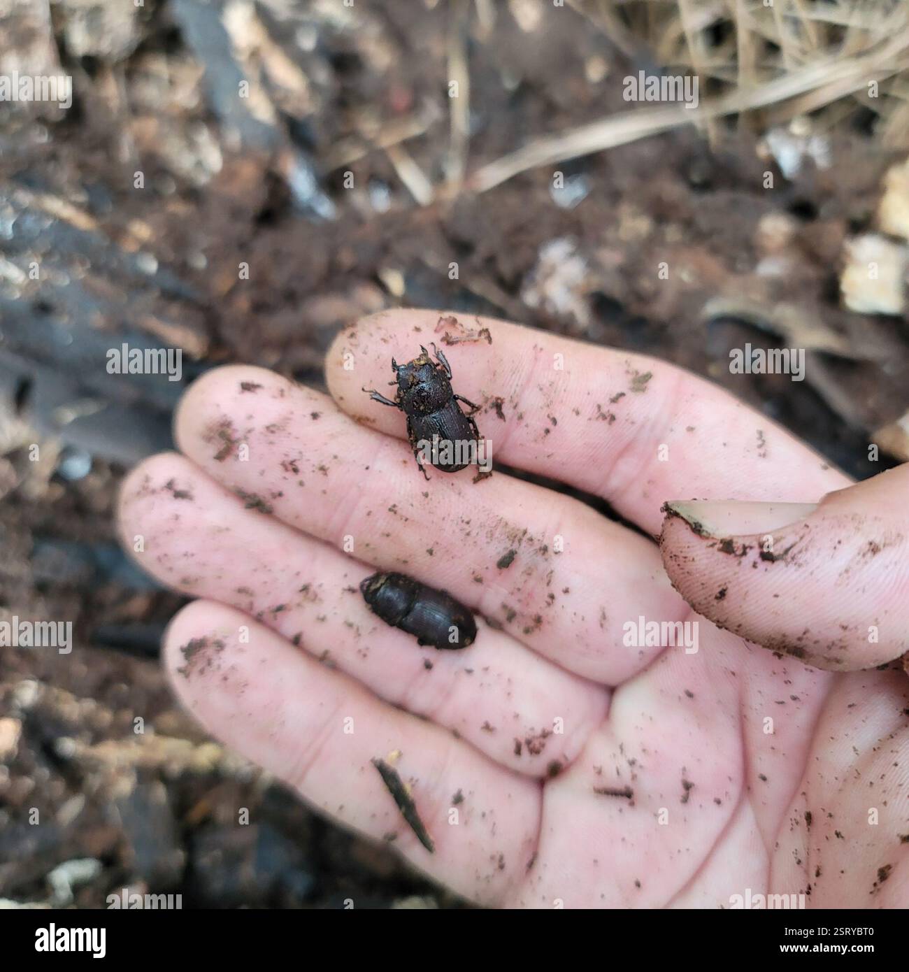 Eastern American Stag Beetle (Dorcus brevis), Insecta, Alabama, US ...