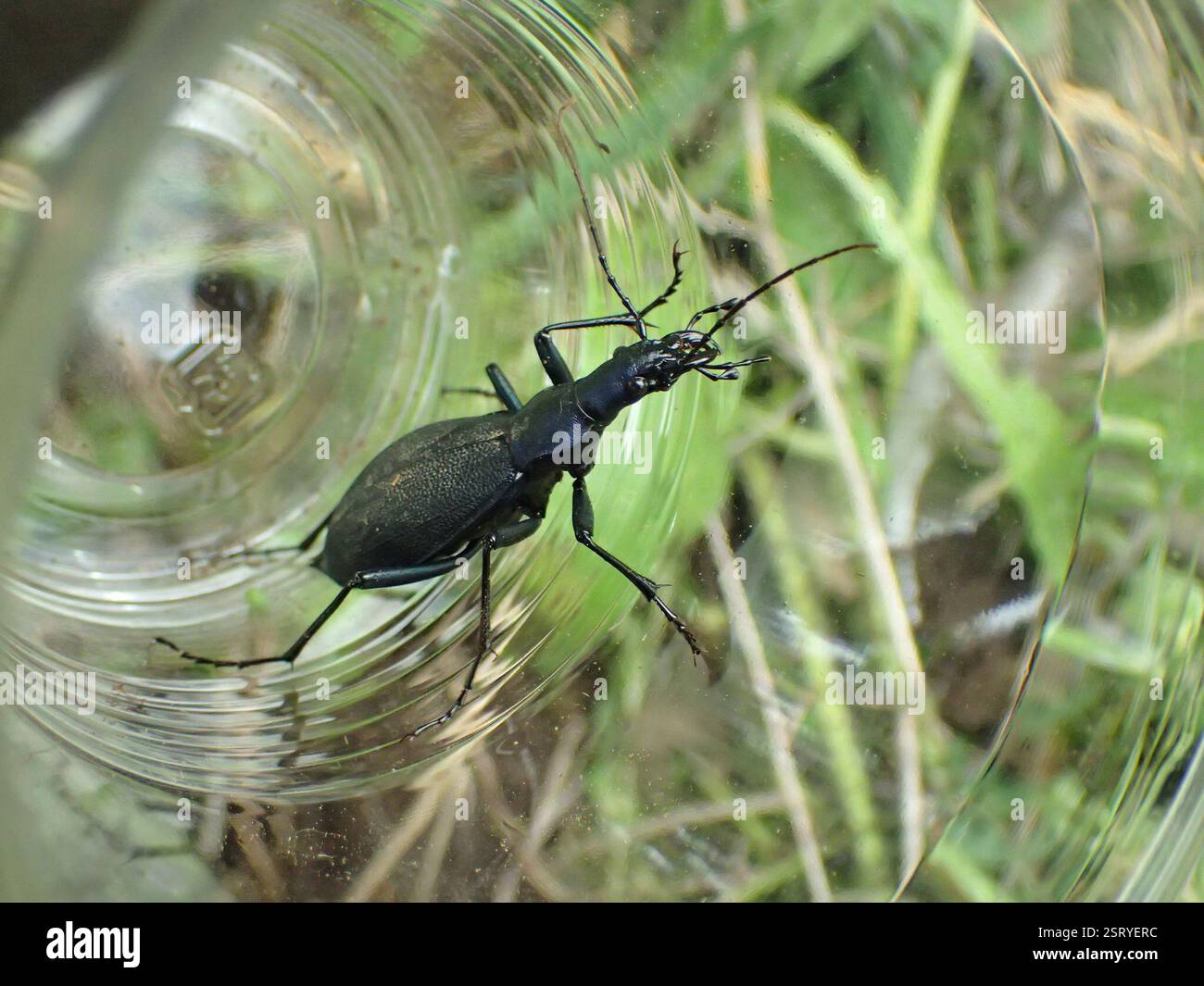 Carabus blaptoides hi-res stock photography and images - Alamy Carabus blaptoides hi-res stock photography and images - Alamy