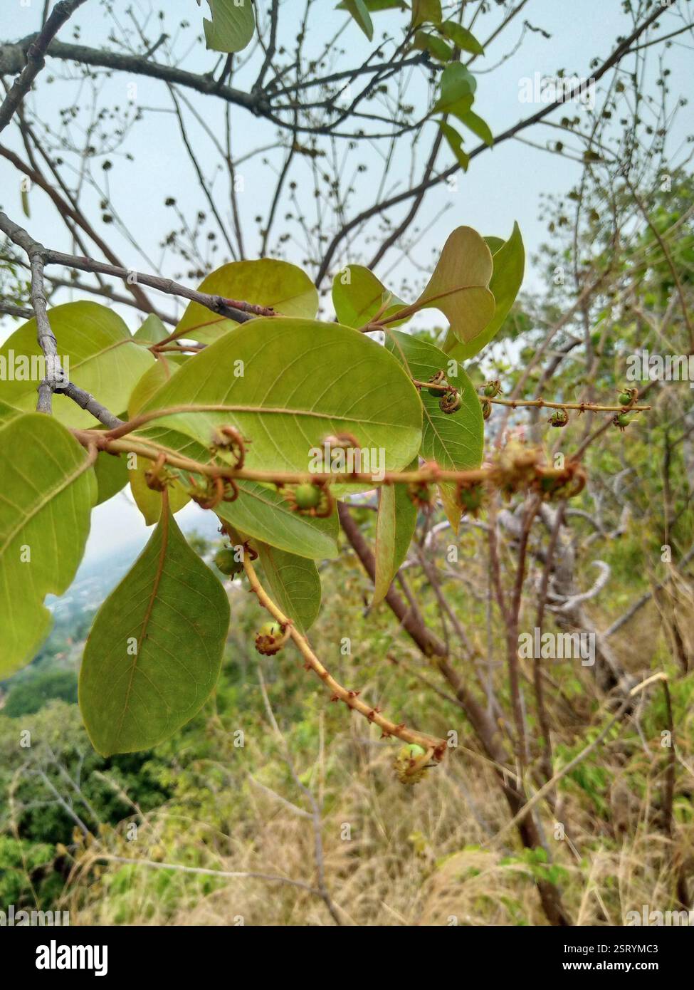 Aceituna hi-res stock photography and images - Page 3 - Alamy