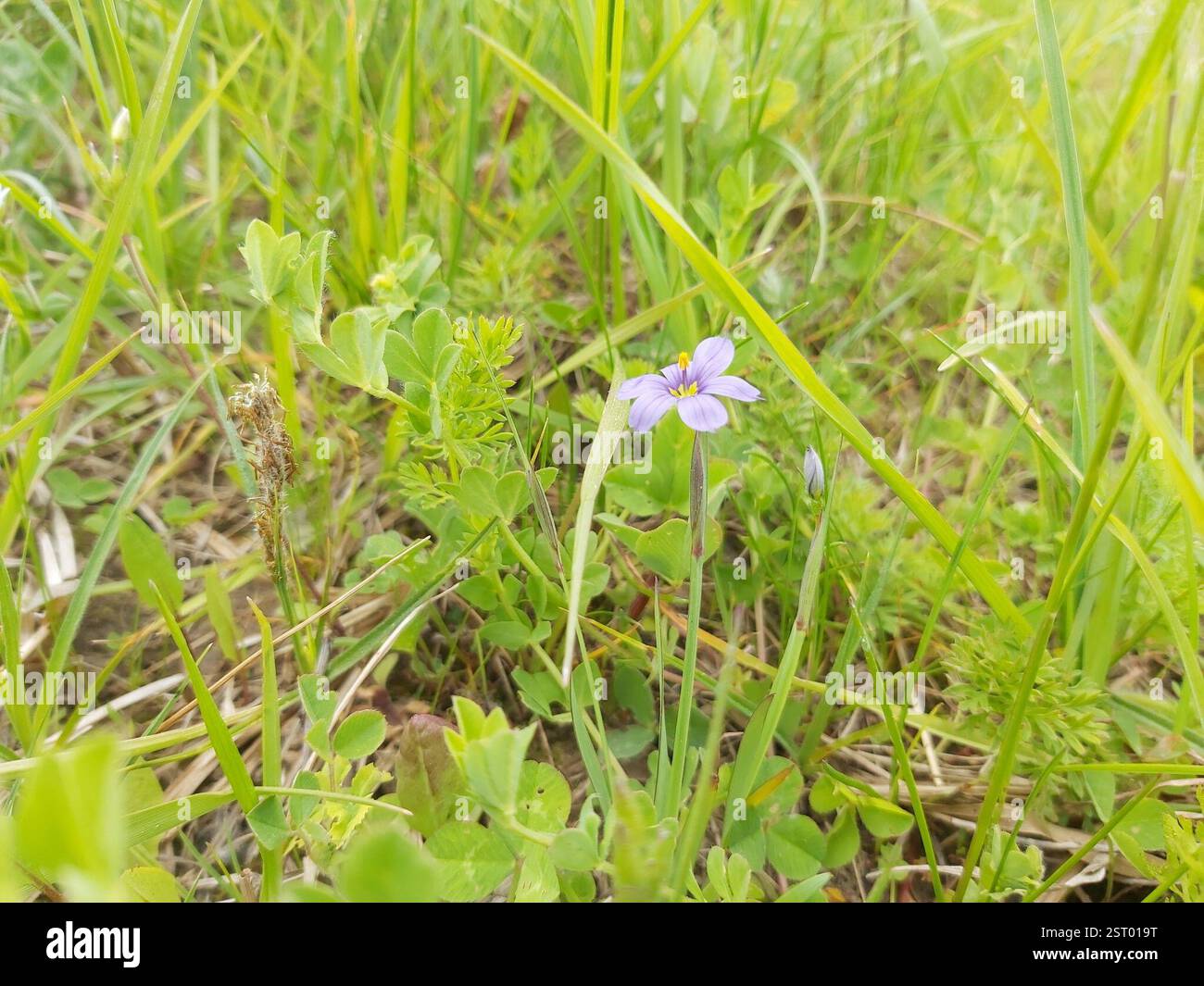 blue-eyed grasses (Sisyrinchium), Plantae, 72149, Lietuva Stock Photo ...