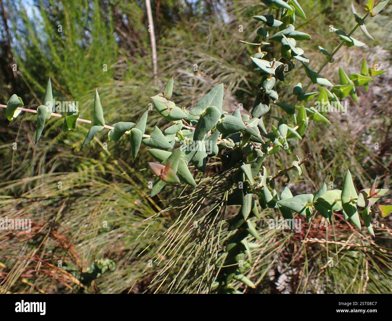 Heartleaf Falsepea (Polygala fruticosa), Plantae, Robinson Pass, Garden ...