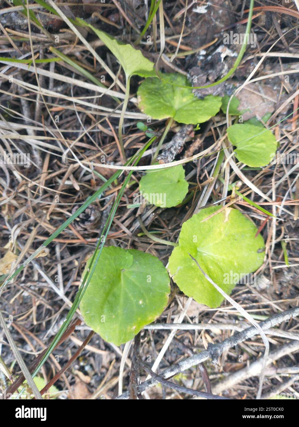 Roundleaf Violet western roundleaf violet (Viola orbiculata), Plantae, Meacham, OR 97859 ...