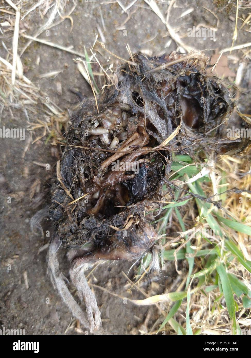 Muscoid Flies (Muscoidea), Insecta, California State University ...