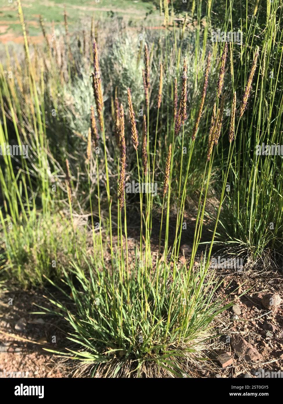 Psathyrostachys juncea hi-res stock photography and images - Alamy