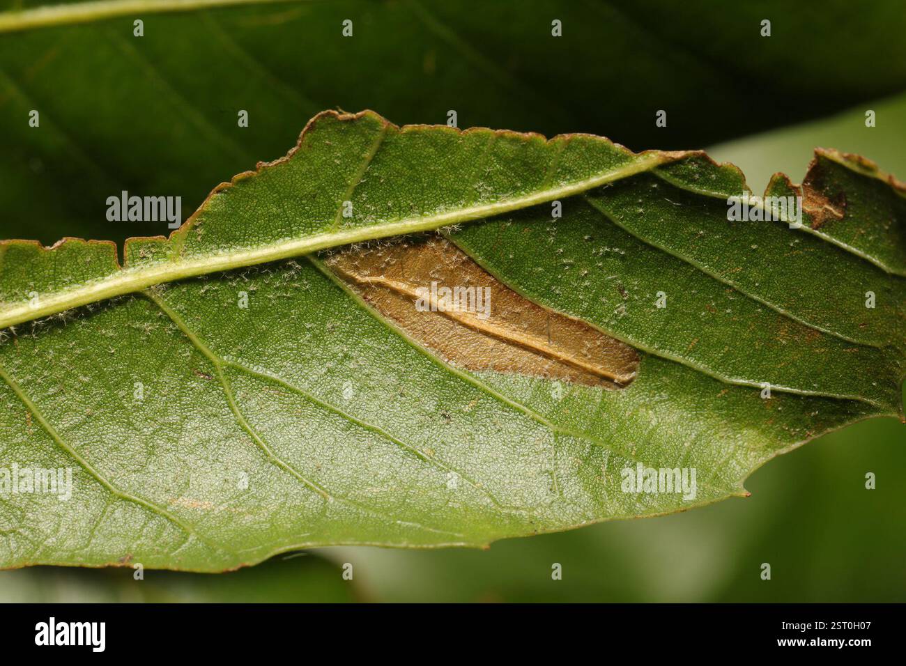 Beech Midget (Phyllonorycter maestingella), Insecta, Norton Priory ...
