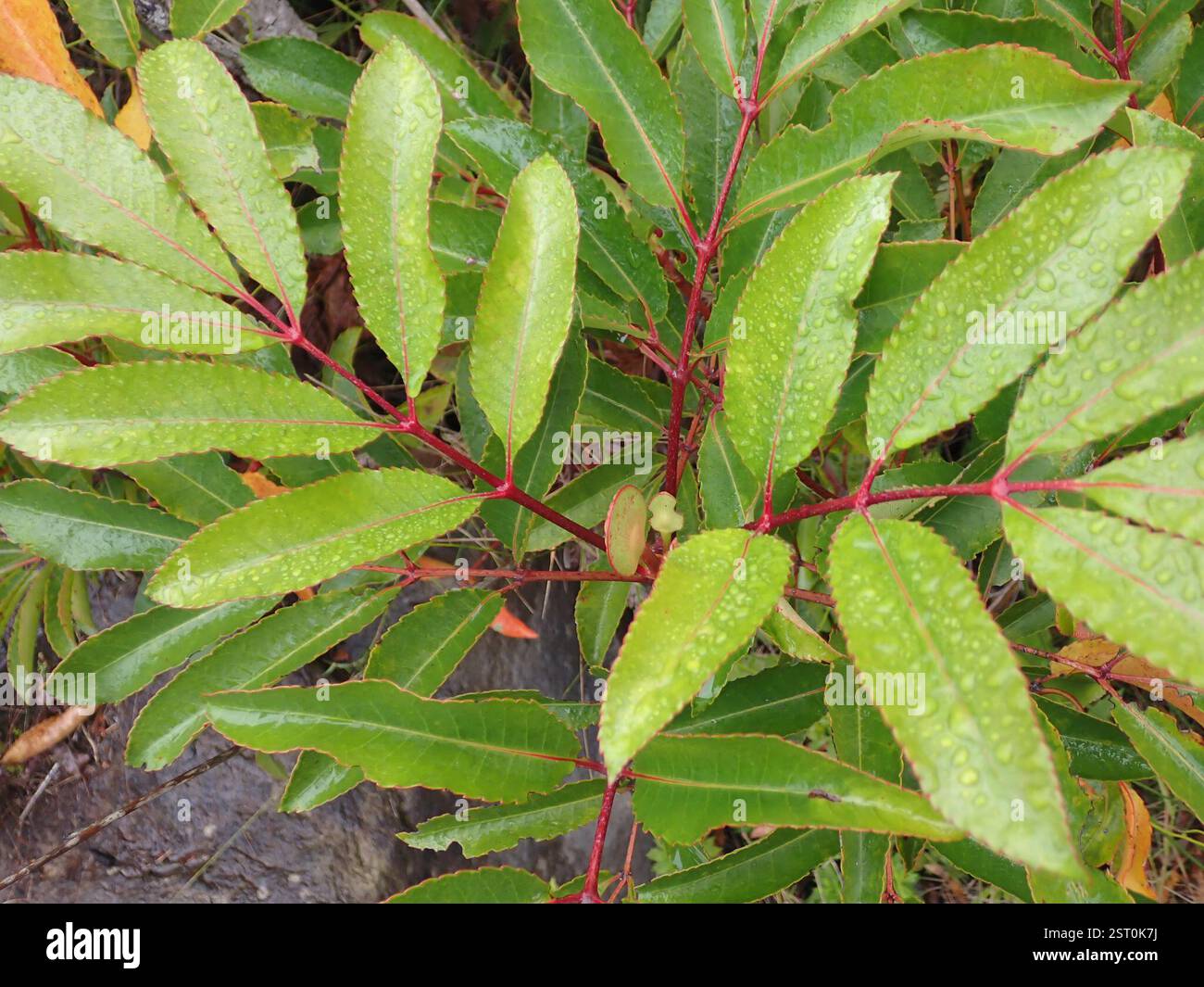 butterspoon tree (Cunonia capensis), Plantae, Grootvadersbosch Garden ...