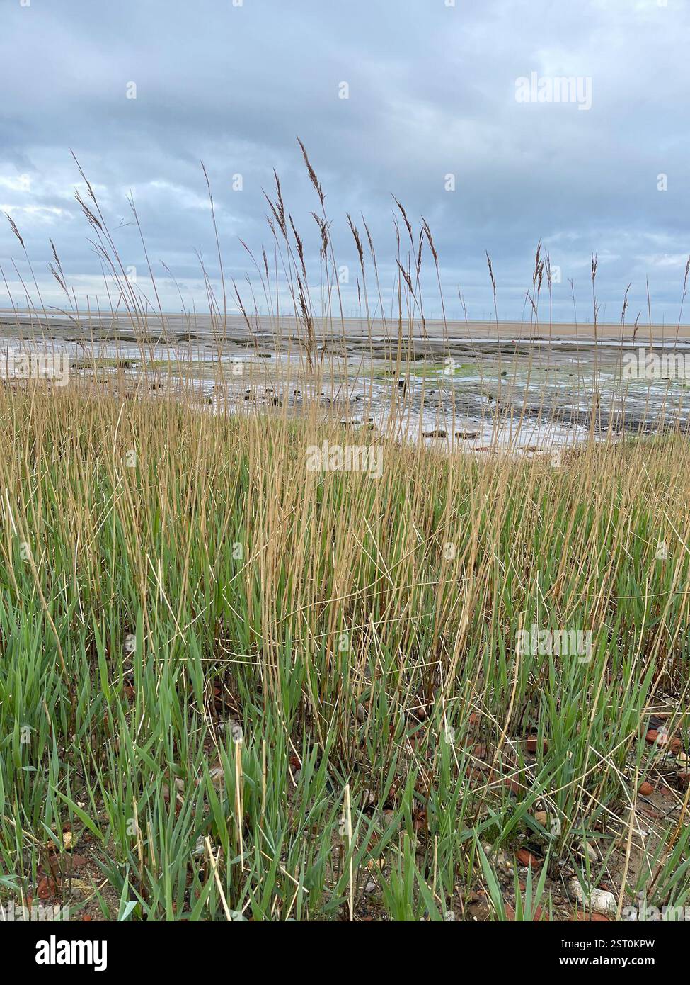 common reed (Phragmites australis), Plantae, Liverpool Bay, Liverpool ...