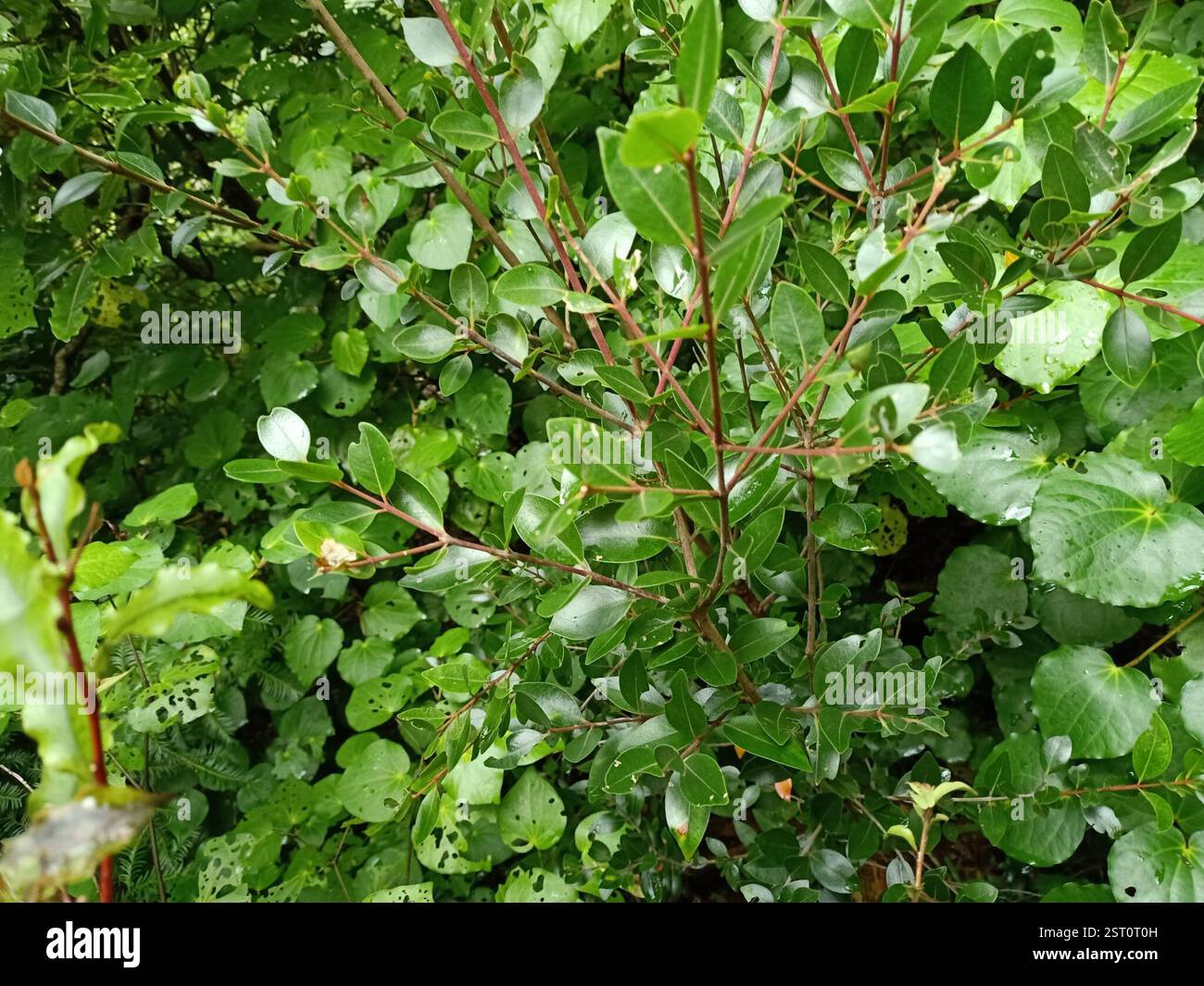 Northern rata hi-res stock photography and images - Alamy