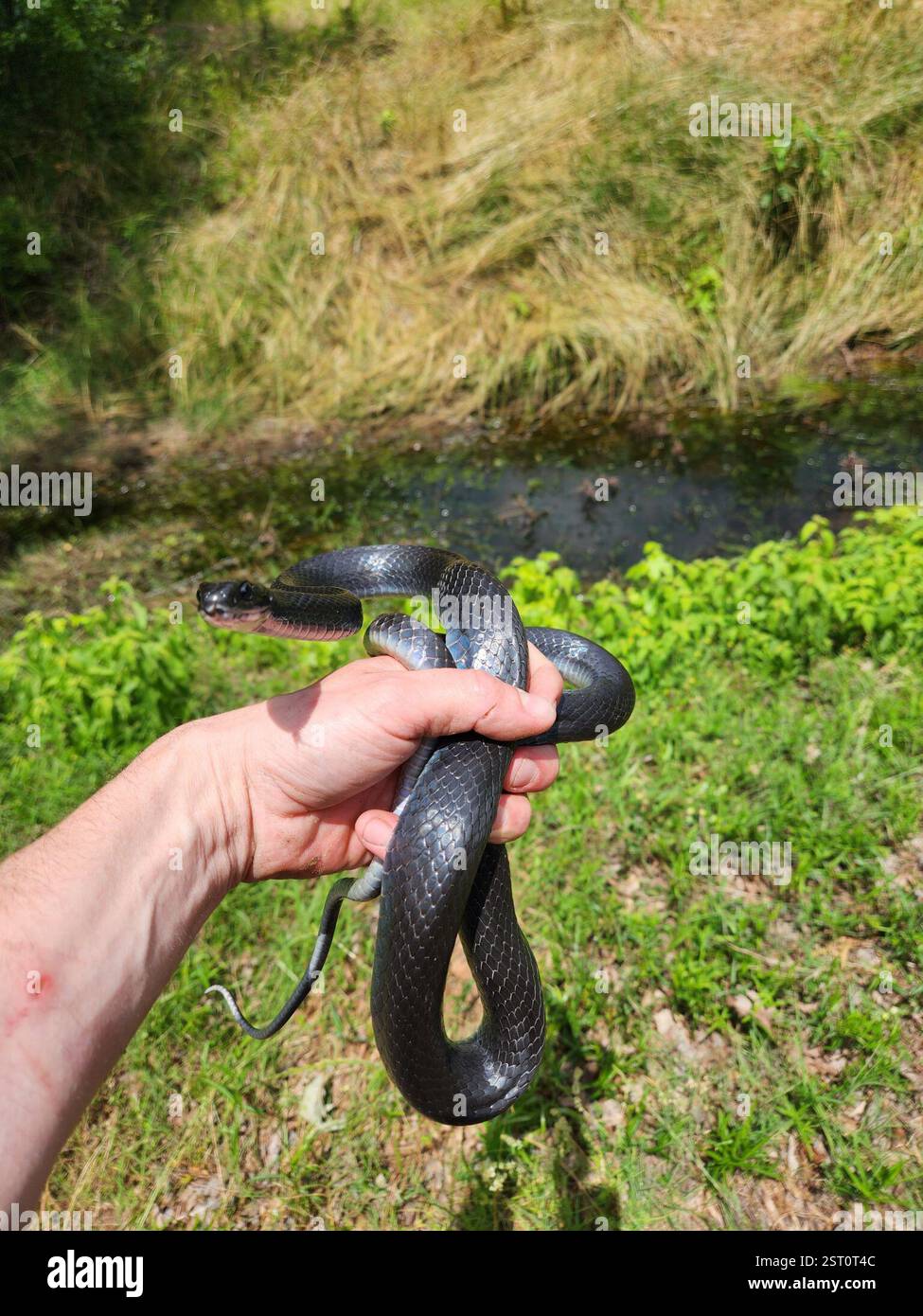 Southern Black Racer (Coluber constrictor priapus), Reptilia, Waldo, AR ...