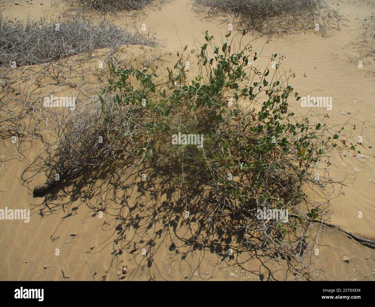 Daemia Trellis-vine (Pergularia daemia), Plantae, Kunene Region, Namibia Stock ...