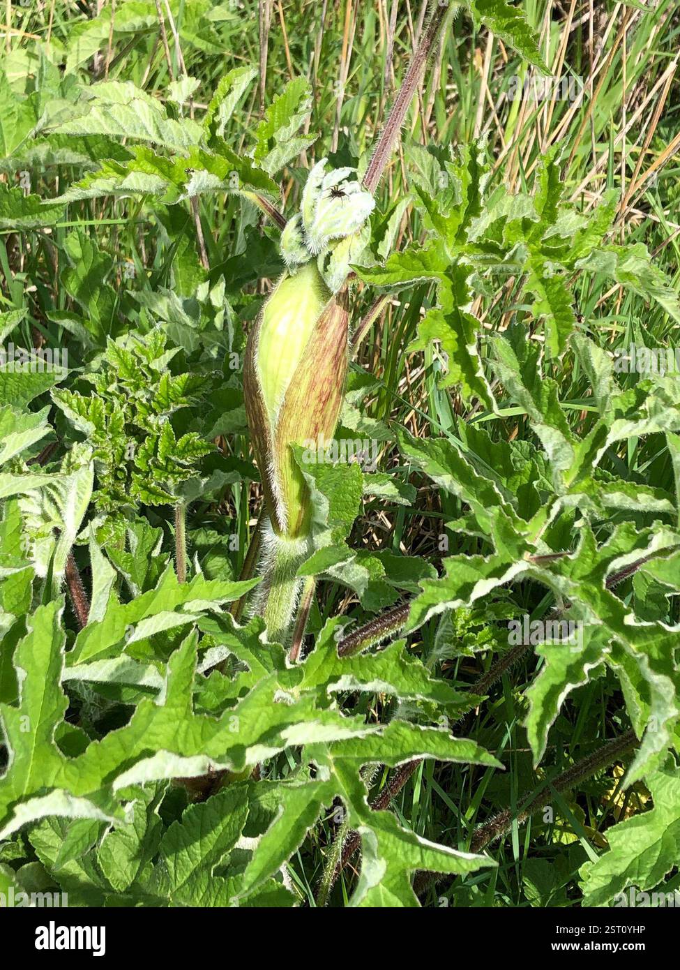 hogweed (Heracleum sphondylium), Plantae, Hathern, Loughborough, England, GB Stock Photo