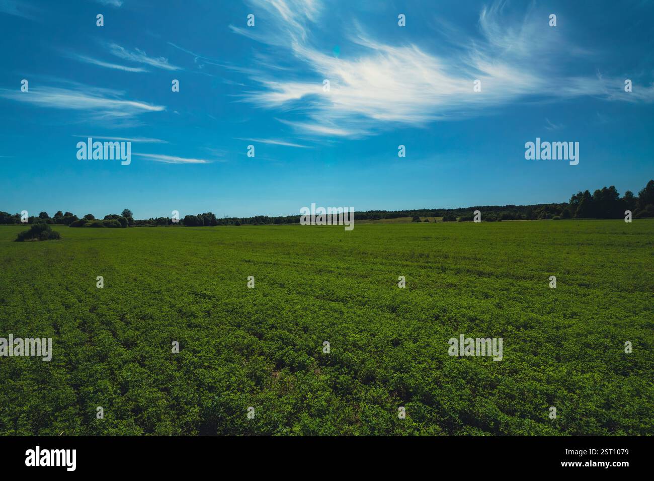 Lush green grass stretching hi-res stock photography and images - Alamy