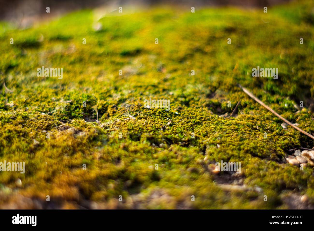 A lush layer of green moss blankets the forest ground, illuminated by ...