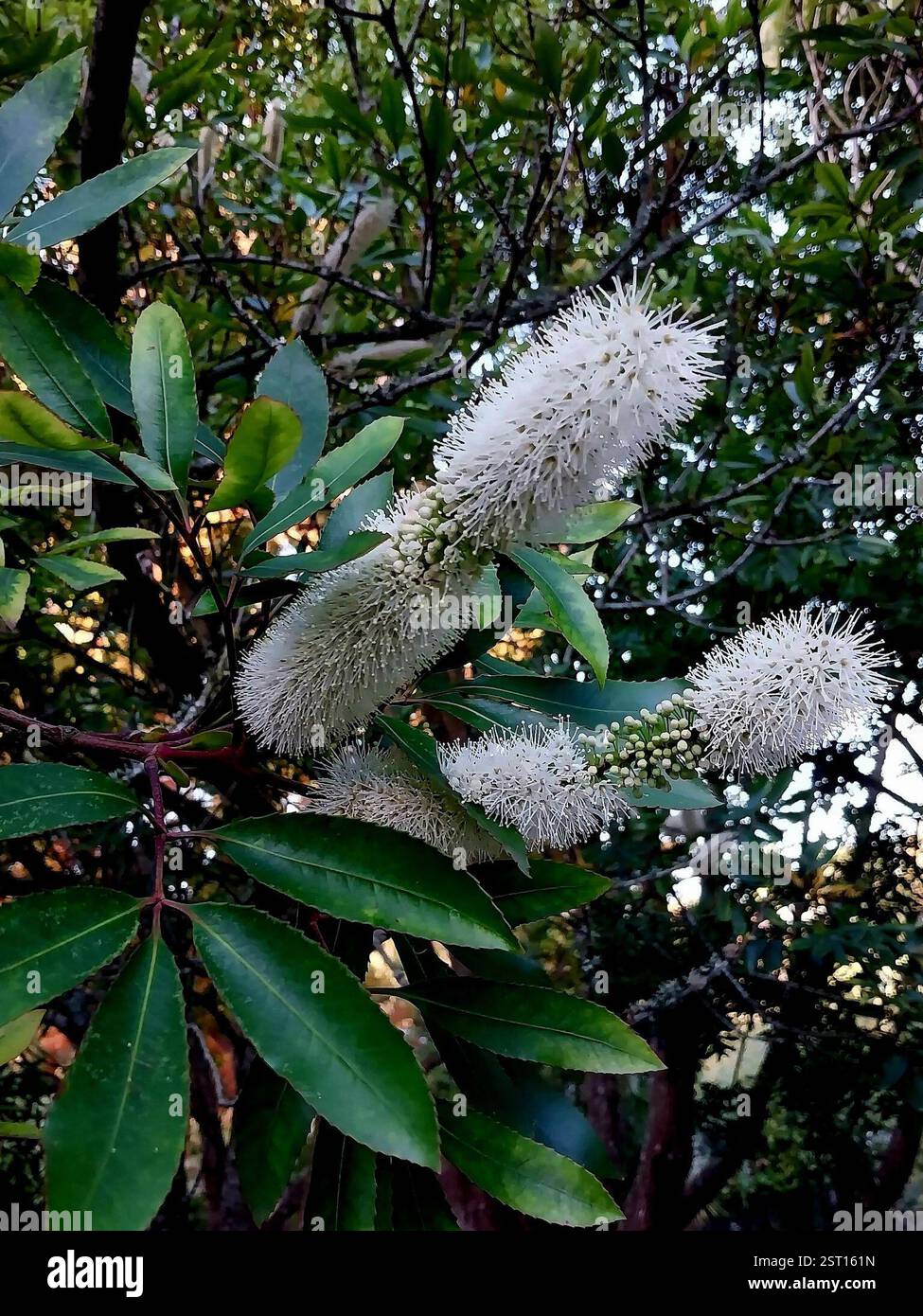 butterspoon tree (Cunonia capensis), Plantae, Fernridge, George, 6529 ...