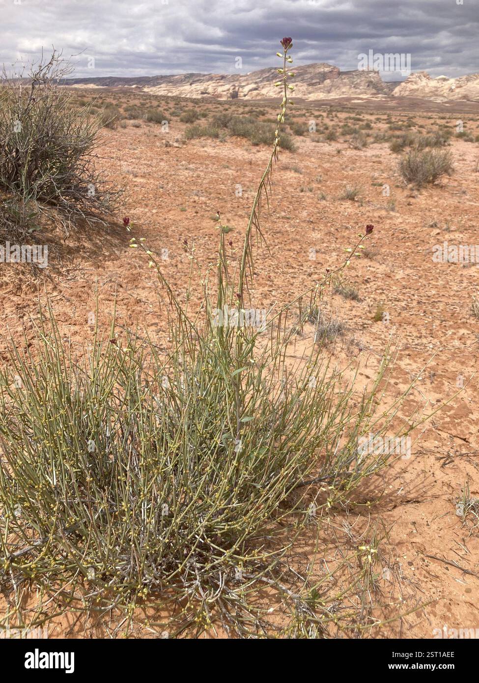 Fiddle Mustard (Streptanthus longirostris), Plantae, Green River, UT ...