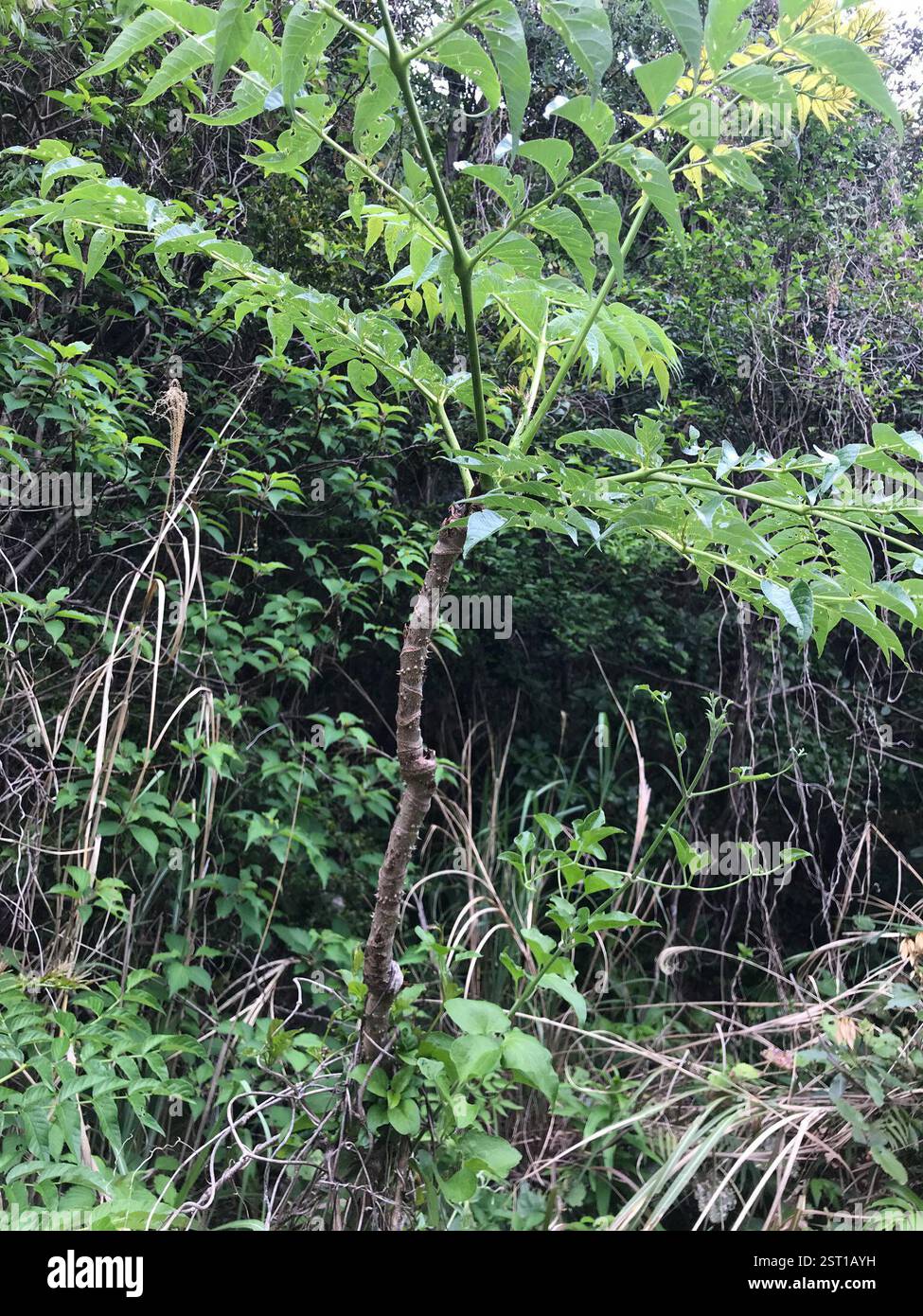 Japanese angelica tree (Aralia elata), Plantae, Kamikoshikicho ...