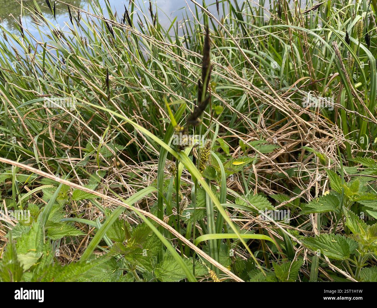 Craex Riparia Greater Pond-sedge (Carex riparia), Plantae, River Chelmer, Chelmsford ...
