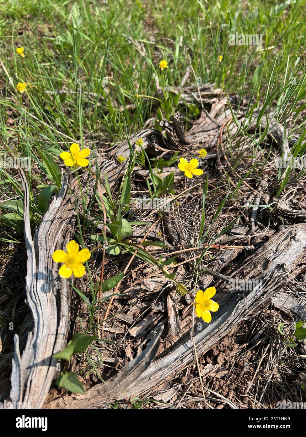 buttercups (Ranunculus), Plantae, Flaming Gorge National Recreation ...