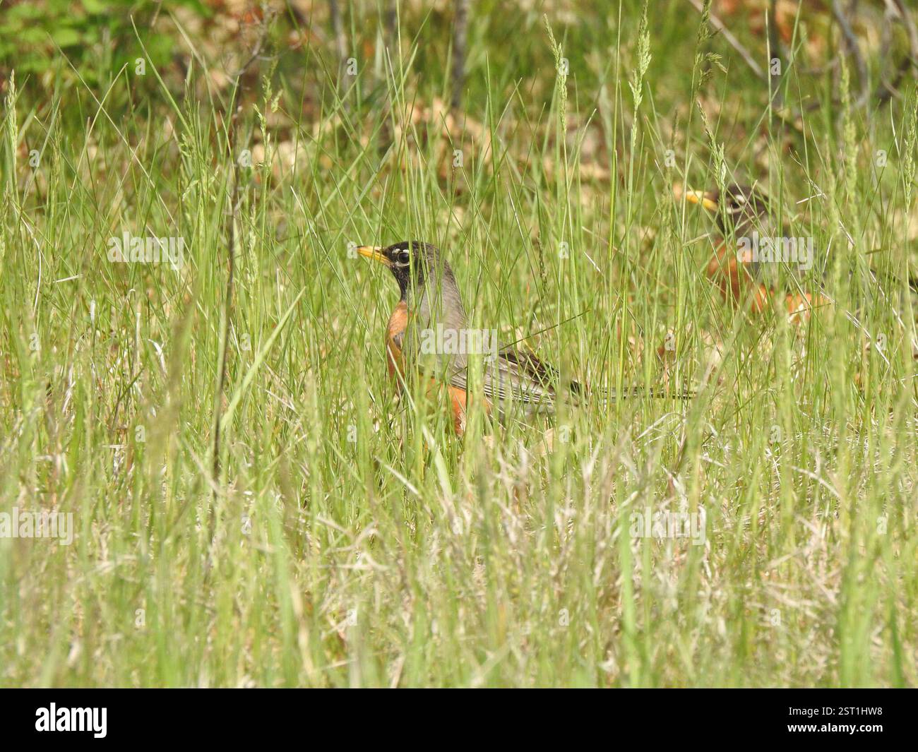 American Robin (Turdus migratorius), Aves, Rowley, MA, USA Stock Photo ...