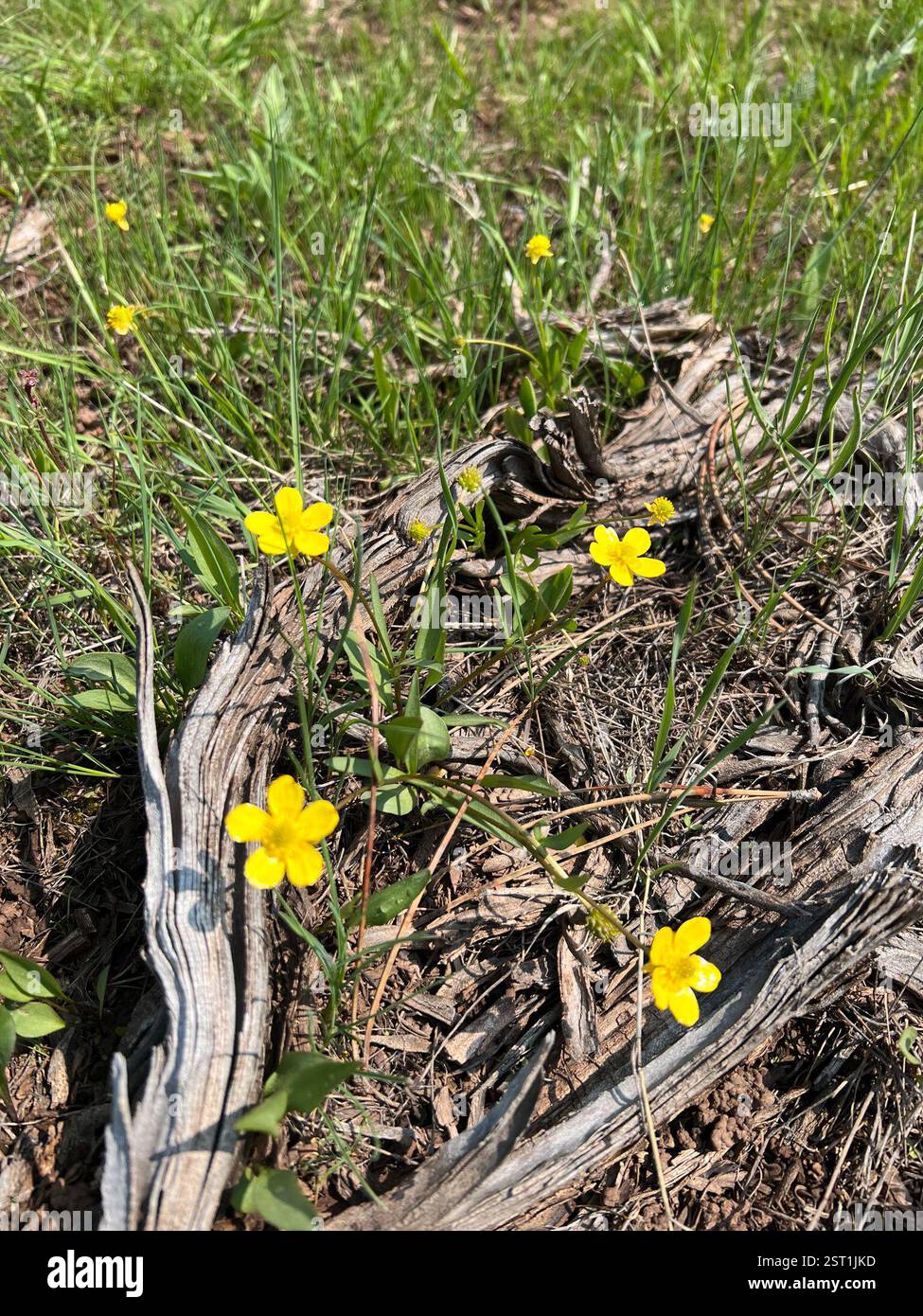buttercups (Ranunculus), Plantae, Flaming Gorge National Recreation ...