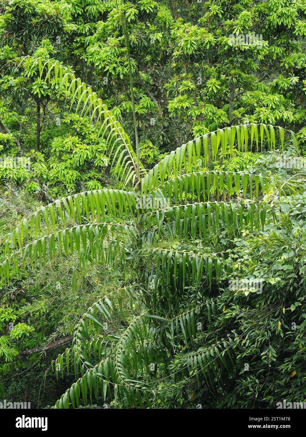 Calamus rotang hi-res stock photography and images - Alamy