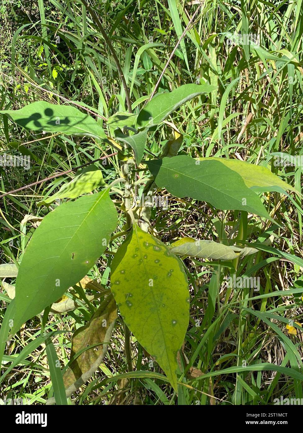 bugweed (Solanum mauritianum), Plantae, Wahminda Park, Ferny Hills, QLD ...