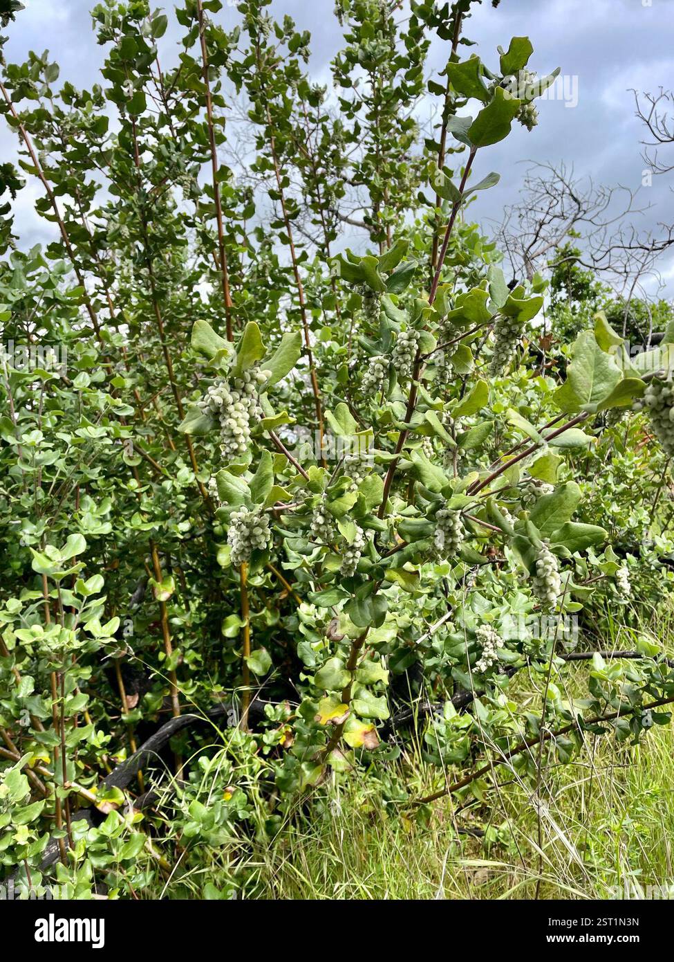 Coast silk tassel (Garrya elliptica), Plantae, Toro County Park ...