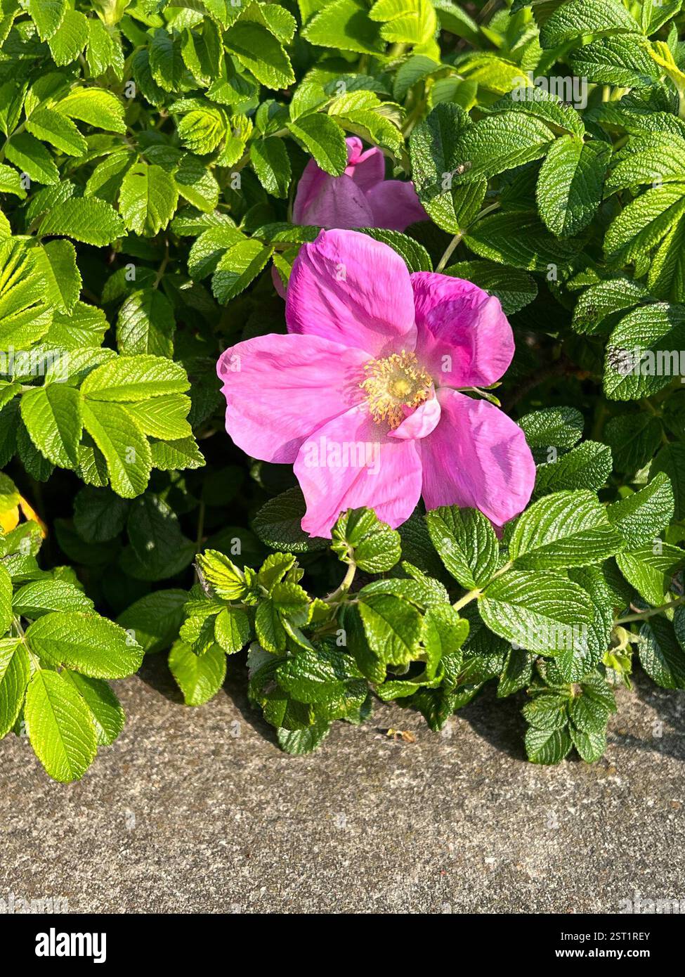 rugosa rose (Rosa rugosa), Plantae, Aquidneck Island, Newport, RI, US ...