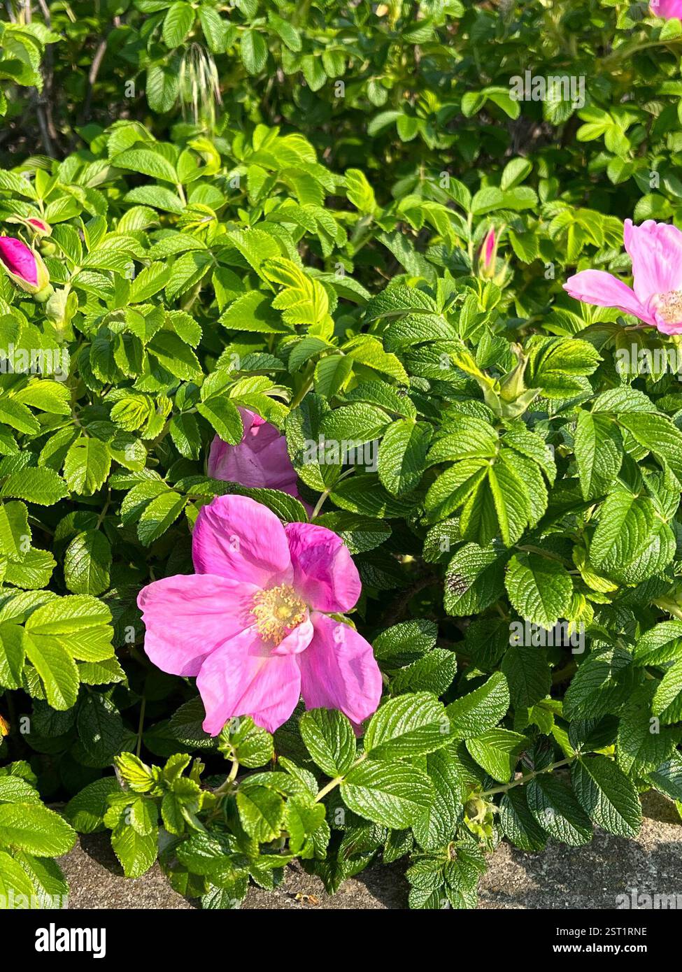 rugosa rose (Rosa rugosa), Plantae, Aquidneck Island, Newport, RI, US ...