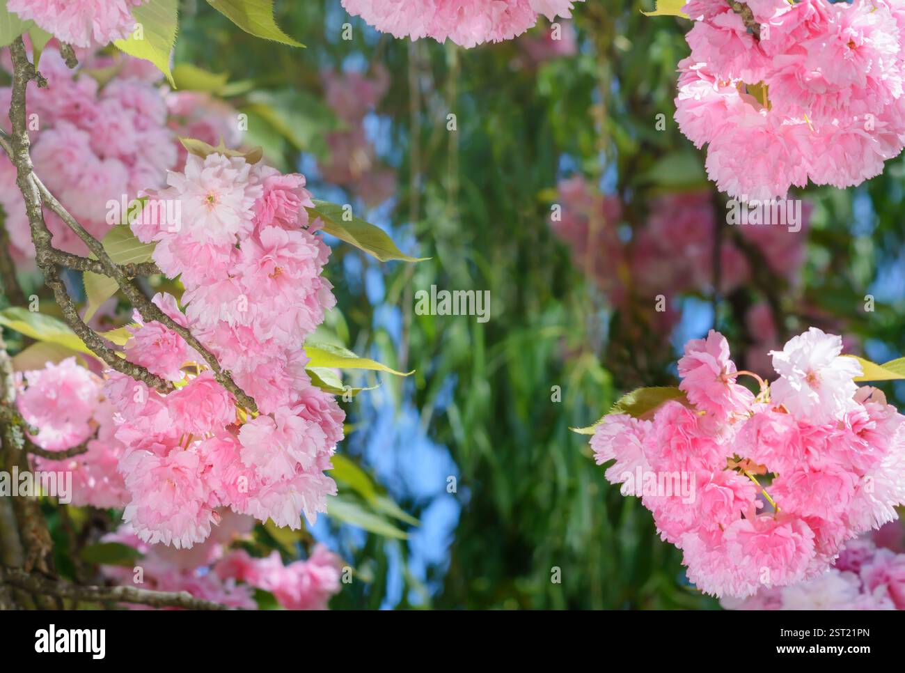 Pink cherry blossoms on blurred green background Stock Photo - Alamy